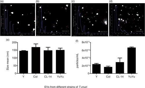 Fig. 4.  Nanoparticle tracking analysis of the EVs isolated from different strains of T. cruzi. Graphic demonstration of size distribution and concentration for Y (a), Colombiana (b), CL-14 (c) and YuYu (d) strains. The average size (nm) (e) and concentration (particles/mL) (f) of the vesicles for all strains are represented. Data are representative of 3 independent experiments.