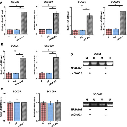 Figure 3 Overexpression of NR4A1AS led to the upregulation of miR-221 by demethylation of miR-221 in OSCC cells. SCC25 and SCC090 cells were transfected with NR4A1AS expression vector or miR-221 mimic. Overexpression of NR4A1AS and miR-221 was confirmed by RT-qPCR at 48 h post-transfection (A). The regulation of overexpression of NR4A1AS on miR-221 was evaluated by RT-qPCR at 48 h post-transfection (B). The effect of overexpression of miR-221 on NR4A1AS was detected by RT-qPCR at 48 h post-transfection (C). MSP was performed to analyze the effects of overexpression of NR4A1AS on miR-221 demethylation (D). All experiments were repeated 3 times and mean values were presented and compared. *p < 0.05.