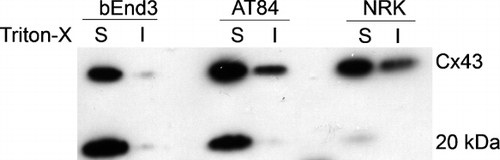 Figure 6 The 20-kDa fragment of Cx43 is in the Triton X-100–soluble fraction of Cx43. Cells were extracted with Triton X-100 to separate soluble and insoluble fractions. Cells were lysed in extraction buffer with 1% Triton X-100, Complete® protease inhibitor, aprotinin and PMSF. After incubation for 30 min on ice, the cells were centrifuged and the soluble protein was removed. The insoluble protein pellets were sonicated in lysis buffer and the Cx43 protein was solubilized in Laemmli sample buffer. The cells tested were NRK, bEnd3 and AT84. When present, the majority of the 20-kDa fragment was in the soluble fraction.
