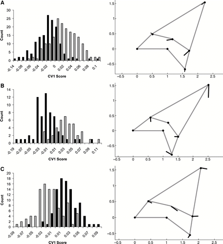 FIGURE 3 Canonical variates analysis of Procrustes landmarks for I. oxyrinchus and I. paucus. Histograms on the left side of the figure are counts of CV1 scores. Black bars equal I. oxyrinchus; grey bars equal I. paucus. Vector plots on the right show the variation represented on CV1 as values become more positive. A, all tooth positions; B, anterior teeth only (positions 1 and 2); C, lateral teeth only (positions 4 through 7).