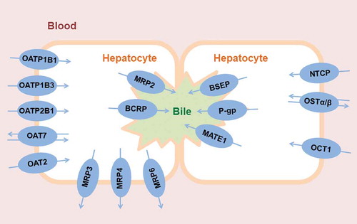 Figure 1. Clinically relevant human drug transporters in the sinusoidal (blood-facing) and canalicular (bile-facing) membranes of hepatocytes. For illustrative purposes, two hepatocytes expressing different transporters are shown in order to depict the functional coupling between sinusoidal and canalicular membrane transporters.