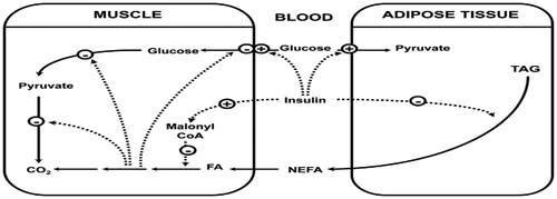 Figure 9. Overview of the randle cycle (the glucose/fatty acid cycle) (Dimitriadis et al., Citation2011).