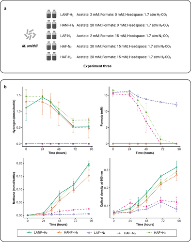 Figure 3. Impact of acetate and formate concentrations on the growth of M. smithii. (a) schematic overview of Experiment three. (b) hydrogen and formate consumption, methane production and microbial density of M. smithii during incubations. Data are shown as average ± standard deviation (n = 2). LANF-H2: 2 mM acetate, 0 mM formate, H2-CO2 headspace; HANF-H2: 20 mM acetate, 0 mM formate, H2-CO2 headspace; LAF-N2: 2 mM acetate, 15 mM formate, N2-CO2 headspace; HAF-N2: 20 mM acetate, 15 mM formate, N2-CO2 headspace; HAF-H2: 20 mM acetate, 15 mM formate, H2-CO2 headspace.