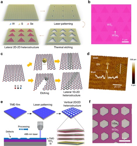 Figure 4. Etching and regrowth process for the production of vertical/lateral 2D heterostructures. (a, b) Synthesis of periodic monolayer 2D heterostructures by laser-pattering and thermal etching process [Citation41]. (a) Schematic illustration of the growth process consists of laser patterning and thermal etching of the pre-deposited WS2 matrix followed by the growth of WSe2. (b) Optical microscopy (OM) image of a lateral heterostructure with WSe2 crystals embedded in a monolayer WS2 matrix. (c, d) Synthesis of chirality-controlled graphene nanoribbons (GNR) embedded in hBN [Citation44]. (c) Schematic showing the strategy to prepare GNRs with crystallographic edge orientations. Different particles of Ni or Pt etch nano-trenches with different edge topologies (Ni: zigzag, Pt: armchair) in an hBN layer. (d) AFM image of 1D GNR with zigzag terminations embedded in 2D hBN. (e, f) Vertical growth of VSe2 on WSe2 by incomplete etching of the WSe2 [Citation45]. (e) Schematic of the vertical growth process by laser irradiation. (f) OM image of periodic arrangements of VSe2/WSe2 heterostructure arrays.