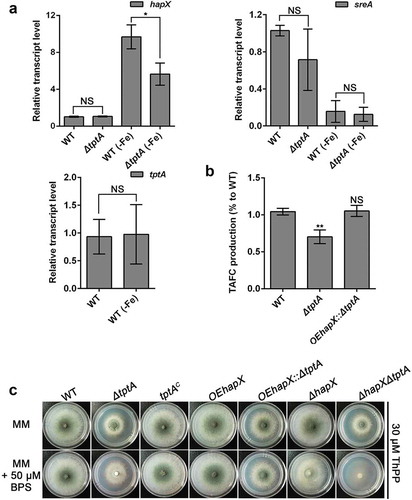 Figure 4. Overexpression of hapX partly restores the conidiation defect of the tptA deficient strain in low iron conditions. (a) Relative RNA expression of hapX, sreA and tptA in the indicated strains cultured in MM or MM-Fe broth in the presence of 30 μM ThPP. (b) Compared to WT, lack of tptA results in decreased production of TAFC. TAFC was quantified by reversed-phase HPLC analysis from supernatants of cultures grown in MM-Fe broth with 30 μM ThPP for 24 h. TAFC production was normalized to biomass and WT production. (c) Colony morphology comparison for the indicated strains grown on MM media with or without 50 μM BPS in the presence of 30 μM ThPP at 37°C for 48 h. Data are presented as the means ± SD from three independent replicates. “*” or “**” represent significant differences at P < 0.05 and P < 0.01, respectively, according to t-test.