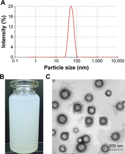 Figure 3 Physical characterization of BCL-NEs: (A) size distribution, (B) appearance, and (C) TEM micrograph.Abbreviations: BCL, baicalein; NEs, nanoemulsions; TEM, transmission electron microscopy.