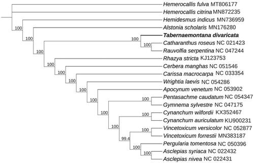 Figure 1. Maximum-likelihood phylogenetic tree for T. divaricata based on nine complete cp genomes of Apocynaceae, 12 complete cp genomes within Asclepiadaceae family, and two species (Hemerocallis citrina and Hemerocallis fulva) from Asphodelaceae as outgroup. The bootstrap values are located on each node and the Genbank accession numbers are shown beside the Latin name of the species.