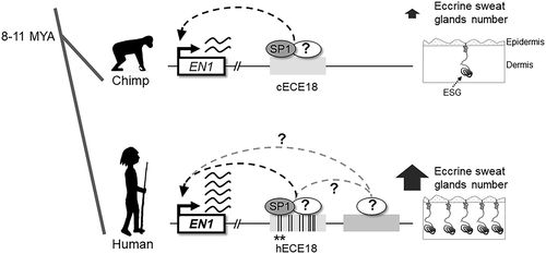 Figure 1. En1 sweat we trust: How the evolution of an Engrailed 1 enhancer made humans the sweatiest ape. Over the course of the human evolution the human ECE18 enhancer accumulated mutations (highlighted as vertical black bars) leading to increased Engrailed 1 expression in human skin to induce the specification of more eccrine sweat glands (ESG) relative to other primates. The transcription factor SP1 is one of the key factors that binds the ECE18 enhancer. Two human derived sites (denoted with asterisks) reside within conserved SP1 motifs, these human mutations give a high-affinity binding to the SP1 protein when compared to other primates. Ongoing studies are pursuing the identity of cognate factors whose association with hECE18 was changed by the evolution of the remaining mutations within the human enhancer. Future studies will also focus on the characterization of the remaining positive En1 candidate enhancers reported in our study. What factors binds these elements and how they interact with each other will be the central focus of our investigation with implications to human evolution, development and translational medicine.