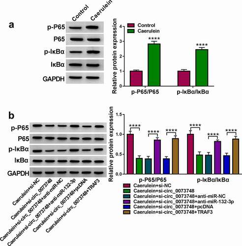 Figure 8. Circ_0073748 interference suppressed caerulein-induced NF-κB signal activation via regulating miR-132-3p and TRAF3. Western blotting detected relative protein expressions of p-P65, P65, p-IκB, IκB, and GAPDH in (a) 10 nmol/L caerulein-induced HPDE6-C7 cells and (b) these cells pre-transfected with si-NC alone, si-circ_0073748 alone, and si-circ_0073748 allied with anti-miR-NC, anti-miR-132-3p, pcDNA vector and TRAF3 vector. ****P < 0.0001.
