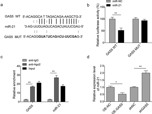 Figure 3. LncRNA GAS5 directly targets miR-21. (a) MiR-21 binding sites in the lncRNA GAS5. Thirteen nucleotides (bold) mutated in luciferase reporter plasmids carrying GAS5. (b) Dual luciferase reporter assay in H9c2 cells transfected with miR-NC or miR-21 mimics followed by the introduction of GAS5-WT or GAS5-MUT. (c) RIP analysis of GAS5 and miR-21 immunoprecipitated by anti-Ago2. The anti-IgG as a negative control. (d) The qPCR analysis of miR-21 level in the cells transfected with OE-GAS5 or shGAS5. Data are presented as the mean ± SD from at least three independent experiments. OE-GAS5: overexpression of GAS5; OE-NC: overexpression of empty plasmid; shGAS5: knockdown of GAS5 with shRNA; shNC: shRNA negative control. *p < 0.05 and **p < 0.01.