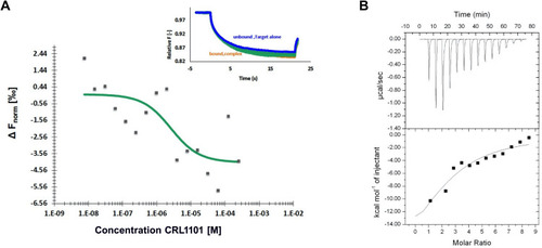 Figure 4 Analysis of CRL1101 binding to recombinant RelA: (A) Microscale Thermophoresis technique (MST) Dose response curve upon titrating CRL1011 from 0.0076 to 250 µM against 0.55 µM RelA. The K D obtained was 2.3 µM. Insert represents MST traces depicting fluorescence change over time at different concentrations of CRL1011. Traces corresponding to unbound and bound protein are shown in blue and green respectively. (B) Isothermal titration calorimetry: Serial dilution of 10μM CRL1101 was titrated against recombinant RelA and heat generated from the interaction is shown. Affinity of CRL1101 to RelA is 2.2μM.