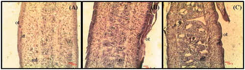 Figure 1. Light micrographs of proglottids of R. tetragona: (A) control showing uniform smooth outer tegument (ot), sub-tegument (st), muscular layer (ml); (B) C. viscosum and (C) PZQ-treated worms reveal invagination, cracks and infoldings in the outer tegument and muscular layer is disrupted. All scale bars 100 μm.