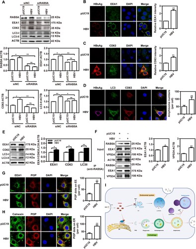 Figure 8. HBV infection enhances RAB5A-mediated dual activation of EE-LE system and autophagy. (A) Huh7 cells were co-transfected with pHBV1.3 or pUC19 and 40 nM siRNAs against RAB5A (siRAB5A) or siRNA negative control (siNC) for 72 h. The levels of EEA1, CD63 and LC3 were measured by western blotting analysis. (B–D) Huh7 cells were transiently transfected with pHBV1.3 plasmid or control vector pUC19 for 48 h. The dots of EEA1, CD63, and LC3 inside the cells were imaged by confocal microscopy. Scale bar, 10 μm. (E) The levels of EEA1, CD63, and LC3 were measured by western blotting analysis. (F) Endogenous co-immunoprecipitation of RAB5A and EEA1 or VPS34 were performed in Huh7 cells using anti-RAB5A antibody and immunoblotted with indicated antibodies. (G-H) PI3P dots on EE and ER were imaged under confocal microscopy. Scale bar, 10 μm. *P < 0.05, **P < 0.01; ns, not significant. (I) Schematic diagram of HBV utilizing RAB5A-mediated dual activation of endosomal and autophagic vesicle pathways for viral replication.