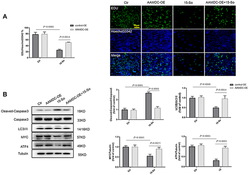 Figure 6 AAMDC overexpression compromised solanine-induced anti-gastric cancer abilities in vitro. (A) SGC-7901 cell proliferation evaluated by the EdU staining. (B) The protein levels of cleaved Caspase-3, LC3, MYC, and ATF4 were detected by the Western blot assay. Data are expressed as the mean ± SD (n=3).