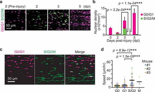 Figure 4. Migration speed of myogenic cells increases in S/G2 phase. (a) Representative images of myogenic cells expressing Fucci at 0, 2, 3, and 5 dpi. Biceps femoris muscles were imaged as indicated time points, and shown in maximum intensity projection images of 100 µm z-stack with 2 µm intervals. Magenta and green dots indicate cells in G0/G1 phase and those in S/G2/M phase, respectively. (b) Averaged nuclear densities of myogenic cells expressing Fucci calculated from the z-stack images (bars, SDs; N = 3 mice for each day; ***p < 0.001). (c) Representative images of cell trajectories for 4 hours at 3 dpi. Magenta and green lines indicate the trajectories of cells in G0/G1 phase and those in S/G2/M phase, respectively. (d) Migration speed of myogenic cells expressing Fucci during each cell cycle phase at 3 dpi. Cells in the G0 and G1 phase were determined by the intensity of mCherry-hCdt1 (Figure S3(a,b)). Cells in the M phase was discriminated from cells in S/G2 phase by cytosolic distribution and subsequent disappearance of mVenus-hGeminin (Figure S3(c)). Each color represents data from a single mouse (bars, averages; N = 3 mice for each day; ***p < 0.001)