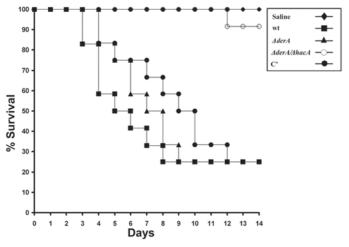 Figure 5 DerA cooperates with the UPR to support virulence. Groups of 12 mice were immunosuppressed with a single dose of triamcinolone acetonide (40 mgkg−1 of body weight) injected subcutaneously on day-1 and infected intranasally with conidia from the indicated strains on day 0. Percent survival was monitored for 14 days. The Statistical significance was assessed by Kruskal-Wallis ANOVA. ΔderA/ΔhacA is attenuated in virulence relative to wt (p < 0.001), whereas ΔderA is indistinguishable from wt.