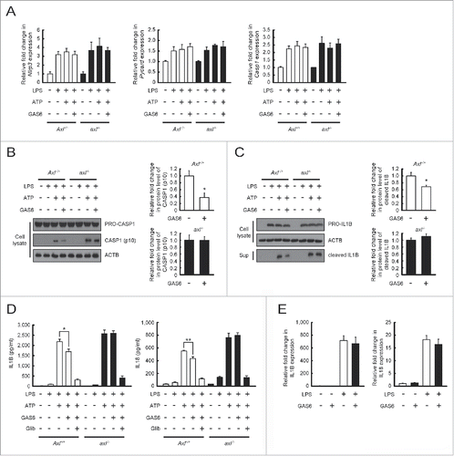 Figure 4. Autophagy induction through GAS6-AXL signaling reduces IL1B and IL18 secretion by inhibiting NLRP3 inflammasome-mediated CASP1 activation. (A to D) Peritoneal macrophages isolated from Axl+/+ and axl−/− mice were treated with LPS (100 ng/ml) for 6 h and then stimulated with ATP (5 mM) in the absence or presence of GAS6 (100 ng/ml) or NLRP3 inflammasome inhibitor (Glib, 100 μM). After treatment, qRT-PCR was performed using mRNA from each cell as a template (A). Also, cell lysates or culture supernatants were subjected to immunoblot analyses using anti-CASP1 antibody (B) and anti-IL1B antibody (C). Anti-ACTB antibody was used as an internal control for immunoblotting. Then, ELISAs were performed to detect IL1B and IL18 secretions in culture supernatants (D). “−”, no treatment; “+”, treatment; Axl+/+, Axl+/+ peritoneal macrophages; axl−/−, axl−/− peritoneal macrophages; Sup, culture supernatant; Glib, Glibenclamide. (E) Peritoneal macrophages isolated from Axl+/+ mice were treated with LPS (100 ng/ml) for 6 h in the absence or presence of GAS6 (100 ng/ml). After treatment, qRT-PCR was performed using mRNA from each cell as a template. All data represent the mean ± SEM from 3 independent experiments. *P < 0.05; **P < 0.01.