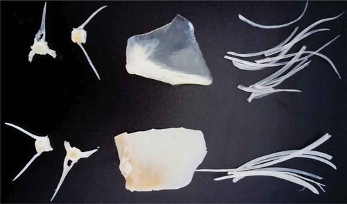 FIGURE 1 The appearance of dried tilapia bones treated with papain and Ca(OH)2. Bones in the row above were tilapia bones treated with papain; Bones in the row below were tilapia bones treated with Ca(OH)2.