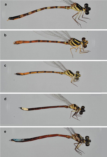 Figure 3. Males of Rhinagrion: (a) R. hainanense; (b) R. mima, Sumatra; (c) R. viridatum; (d) R. borneense; (e) R. elopurae.