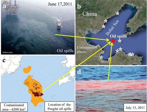 Figure 1 Penglai oil spills in the Bohai Sea. (a) Photos of the oil spills. (b) Affected beaches, cities and counties. (c) Polluted area due to the oil spills (from the State Oceanic Administration of the People’s Republic of China). (d) Photo of red tide on July 15, 2011 (from news.sina.com.cn). Red pentagram is the location of the oil spills and white pentagrams are the affected cities or counties.