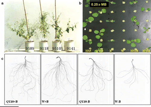 Figure 1 Response of boron (B)-efficient and B-inefficient lines of Brassica napus L. to B stress. (a) seed setting at low B; (b) shoot growth at low B (0.25 μM); (c) root growth at normal B (+B; 25 μM) and low B (–B; 0.25 μM). HS5: Huashuang 5, QY10; Qingyou 10, B: Bakow, W: Westar 10, HY18: Huyou 18, HY16, Huyou 16.