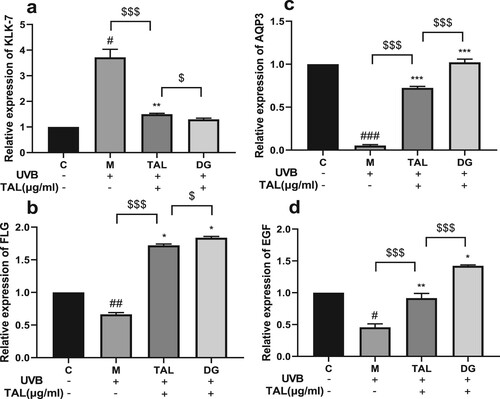 Figure 5. Regulation of skin barrier-related factor content in UVB-irradiated cells by TAL: (a, b, c, d) Changes in protein levels of KLK7, FLG, AQP3, and EGF. (C: Control group; M: UVB irradiation model group).