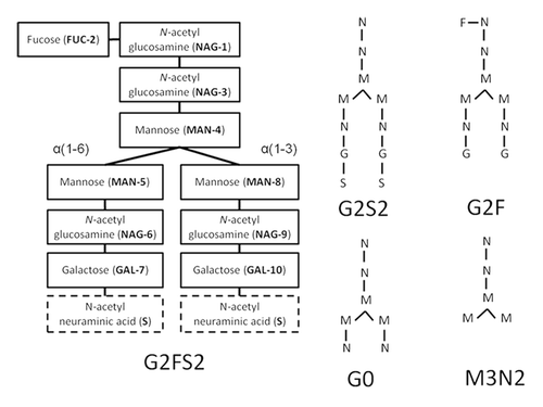 Figure 2. Structure, composition, and branches are labeled for oligosaccharides of G2FS2. The glycan has three terminal carbohydrates: FUC-2, and two N-acetyl neuraminic acids or sialylic acids, labeled S. Desialylating G2FS2 produces G2F. Alternate glycan compositions and structures are shown using a simplified notation. Note that MN2, not shown, can be formed by removing MAN5 and MAN8 from M3N2.