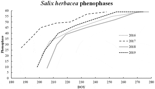 Figure 4. Phenology of the species Salix herbacea throughout the four-year monitoring period. Phenophases are indicated on the y axis as a progressive number following the adaptation of the Biologische Bundesanstalt, Bundessortenamt and Chemical industry scale (Hack et al. Citation1992); day of year is reported as a variable on the x axis. For every year, the lines represent the median phenophase of the seven sites on each survey date.