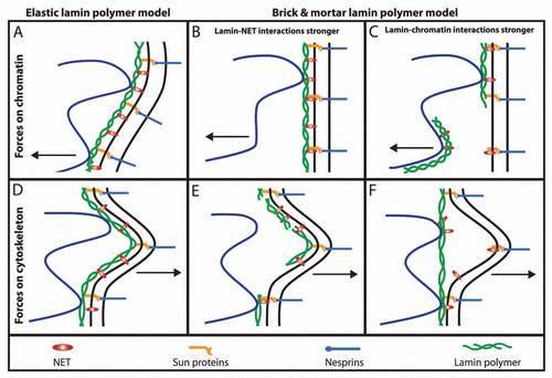 Figure 4 Elastic behavior of the NE. If the intermediate filament lamin polymer supporting the NE were very stiff like other filament systems in the cytoplasm, it would be likely to rupture under the stresses exerted on it by the genome (e.g., growth during replication or rapid movements of regions within chromosome territories (A–C) or the cytoskeleton (D–F). When all components are bound and working together with an elastic nucleoskeleton the whole system can move slightly together while providing a counterforce to that exerted (A and D). In contrast, if the nucleoskeleton functioned like a brick and mortar scaffolding, then components of the system might pull apart from one another or the lamin polymer might physically rupture as do microtubules when subjected to strong bending forces (B, C, E and F). In this case NETs that have strong interactions with chromatin and/or the lamin polymer might even be pulled out of the membrane.