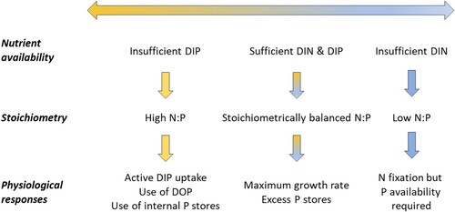 Figure 3. Linkages of low nutrient availability with cyanobacterial responses based on measures of nutrients, stoichiometry, and physiological processes. DIP = dissolved inorganic phosphorus; DIN = dissolved inorganic nitrogen; DOP = dissolved organic phosphorus.