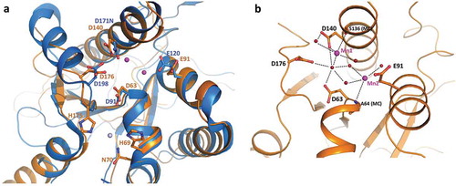 Figure 5. TbRRP44 endonucleolytic site. (a) Superposition of TbRRP44 (orange) and ScRrp44 (blue, PDB 5K36) structures. TbRRP44 catalytic residues and the corresponding residues in ScRrp44 are shown in sticks and labeled. The residues forming the neighboring Zn interaction site in TbRRP44 (H69, N70 and H175) are also shown. The Mn ions bound to the TbRRP44 active site are represented as purple spheres while the Zn atom is shown in light grey. (b) Detail of the interactions involving the manganese ions. Water molecules are represented as red spheres. TbRRP44 catalytic residues and main chain (MC) atoms involved in the interactions are identified.