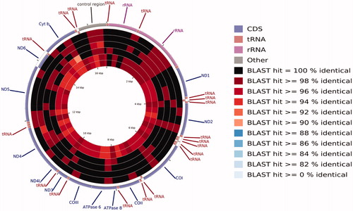 Figure 1. A BLAST-based pie chart of the sequence identity of the mitochondrial genomes of Chanodichthys mongolicus, Ancherythroculter wangi, and Ancherythroculter kurematsui from the different geographical populations. The circle from outside to inside represents Chanodichthys mongolicus MZ032228 from China's Qiantang River, Ancherythroculter wangi MG783573 from China's Nei River, Chanodichthys mongolicus AP009060 from Russia's Black River, Chanodichthys mongolicus KF826087, Chanodichthys mongolicus KC701385 from China's Heilong River, Ancherythroculter kurematsui KU234534 from China's Jialing River, and Ancherythroculter wangi MG575902 from China's Qi River