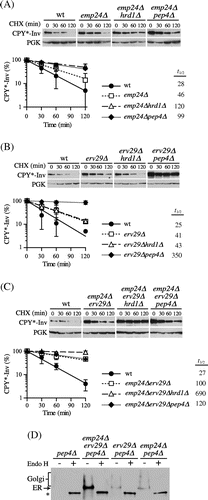 Fig. 5. CPY*-Inv escaped the ERAD via the p24 complex and Erv29.Note: (A) CHX chase assays were performed in wild-type (YKS12), emp24∆ (YKS48), emp24∆hrd1∆ (YKS49), and emp24∆pep4∆ cells (YKS50) containing the CPY*-Inv plasmid. (B) CHX chase assays were performed in wild-type (YKS12), erv29∆ (YKS44), erv29∆hrd1∆ (YKS47), and erv29∆pep4∆ (YKS52) cells containing the CPY*-Inv plasmid. (C) CHX chase assays were performed in wild-type (YKS12), erv29∆emp24∆ (YKS59), hrd1∆erv29∆emp24∆ (YKS74), and pep4∆erv29∆emp24∆ cells (YKS75) containing the CPY*-Inv plasmid. (D) pep4∆ (YKS28), pep4∆erv29∆emp24∆ (YKS75), erv29∆pep4∆ (YKS52), and emp24∆pep4∆ cells (YKS50) expressing CPY*-Inv were grown to early log phase, and cell extracts were prepared. After the cell extracts were treated with Endo H or not treated, samples were analyzed by immunoblotting with anti-CPY antiserum.