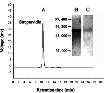 Figure 8 (A) HPSEC and (B) SDS-PAGE and (C) Western blot analysis of purified streptavidin by iminobiotin-MPVAMS.
