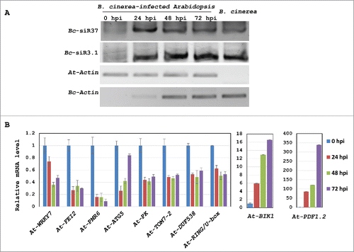 Figure 2. Arabidopsis target genes of Bc-siR37 are suppressed upon infection. (A) Total RNA from B. cinerea and B. cinerea-infected Arabidopsis collected 0, 24, 48, and 72 hpi was isolated for sRNA library construction. Expression of Bc-siR37 was determined by liagation-based sRNA RT-PCR. Bc-siR3.1 was used as a positive control.Citation36 Expression levels of At-ACTIN and Bc-ACTIN were measured as further control for RNA integrity and B. cinerea infection. Both Bc-siR37 and Bc-siR3.1 are 21-nt long, while the sizes of PCR products are 74- and 75-nt, respectively. (B) Relative mRNA levels of the Bc-siR37 host target genes, At-WRKY7, At-FEI2, At-PMR6, At-ATG5, At-PK, At-TOM7–2, At-DUF538, and At-RING/U-box, as well as B. cinerea-induced At-BIK1 and At-PDF1.2 marker genes, were examined by real-time RT-PCR. The error bars indicate the standard deviation (s.d.) of 3 technical replicates. Similar results were obtained in three independent biological replicates.
