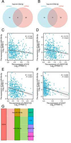 Figure 6 CeRNA network construction of CD1A in COAD. (A) Prediction of target lncRNA of has-miR-33b-5p using starbase and miRNet. (B) Prediction of target lncRNA of has-miR-33b-5p using starbase and miRNet. (C-F) Correlation analysis of miRNAs with targeted lncRNAs. (G) Sankey diagram showing the lncRNA-miRNA-mRNA regulatory network of CD1A.