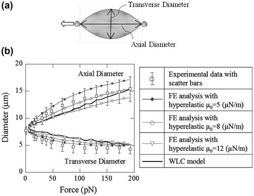 Figure 1. Force and diameter relationship from optical tweezers after Dao et al. [Citation1]: (a) Notation of axial and transverse directions, and (b) Continuum (FE) analyses use a hyperelastic material constitutive model with an initial shear modulus μ0.