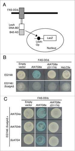 Figure 4. Yeast Atg4 can process plant AtATG8a but not human HsLC3A. (A) Schematics of yeast-based cleavable transcription activator and reporter approach.Citation45 Chimeric transcription activator (TA) comprised of LexA DNA binding domain (LexA DNA-BD) and B42 activation domain (B42-AD) was fused to the C terminus of death domain deleted FAS type I transmembrane receptor (FAS-DDΔ). ATG8 or LC3A is inserted as a translational fusion between FAS-DDΔ and TA. ATG4-mediated processing of ATG8 or LC3A at the Gly residue (not shown) will lead to translocation of TA into the nucleus to induce LacZ expression. (B) FAS-DDΔ-AtATG8a-TA, FAS-DDΔ-AtATG8aG117A-TA, and FAS-DDΔ-HsLC3A-TA plasmids were transformed into EGY48 and Scatg4-deleted EGY48 (EGY48 Scatg4Δ) yeast strains. The selected yeast cells were spotted onto media plates with X-gal substrate. Blue color indicates that endogenous yeast Atg4 can process plant AtATG8a (top panel, column 2). White colony indicates that the endogenous yeast Atg4 cannot process mutant AtATG4aG117A and human HsLC3A (top panel). The deletion of ScATG4 from EGY48 results in lack of processing of AtATG8a (bottom panel, column 2). (C) EGY48 Scatg4Δ yeast cells lacking ScATG4 were transformed with plasmid encoding FAS-DDΔ-AtATG8a-TA and AtATG4a or AtATG4b and FAS-DDΔ-AtATG8a-TA with ScATG4. The transformed cells were grown on media plates with X-gal substrate. Both yeast and plant ATG4s could process plant AtATG8a (middle column). The empty vector and the mutant AtATG8aG117A were used as controls (first and last columns).