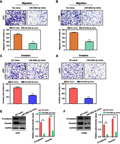 Figure 3 Overexpression of miR-526b-3p inhibited the migration and invasion of U251 and LN299 cells. (A and B) Transwell migration assays were conducted with U251 and LN299 cells transfected with NC mimics or miR-526b-3p mimics, respectively. (C and D) Transwell invasion assays were performed using U251 and LN299 cells transfected with NC mimics or miR-526b-3p mimics, respectively. (E, F) Western blot was utilized to detect the protein levels of N-cadherin and vimentin. **P<0.01.Abbreviations: miR-526b-3p, microRNA-526b-3p; qRT-PCR, quantitative real-time polymerase chain reaction; NC, negative control.