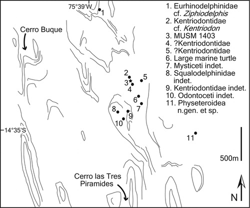 FIGURE 2. Map of the Chilcatay Formation locality Ullujaya, where the holotype of Huaridelphis raimondii, n. gen. et sp., was found together with other cetacean remains, marine turtles, and fishes. Cerro Buque, from where a section of the Chilcatay Formation was published (Alván De la Cruz, 2008), is a short distance northwest to Ullujaya. Curved lines represent limits of more consolidated beds visible from aerial views.