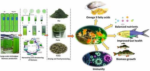 Figure 1. Technology process lineup for the production of beneficial fish-derived food by using an algae-based feed.