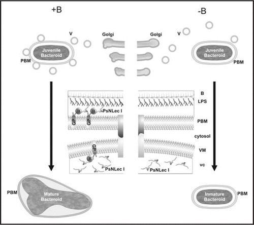 Figure 1 Proposed model for a role of B on cell-surface interactions driving symbiosome development. Golgi derived vesicles (V) loaded with peribacteroid components, including lectin-like glycoprotein PsNLEC 1 (vc), are targeted to the symbiosome compartment. In the presence of borate anion (represented as B−) (+B panel), RGII-glycoproteins (GP) are stabilized on the inner face of vesicle membrane (VM). Then, it is able to interact with PsNLEC 1, which also anchors to the LPS of the bacteroid (B) reinforcing vesicle fusion. The triple association PBM-PsNLEC 1-bacteroid allows juvenile bacteroid differentiation into a mature N2-fixing form. In the absence of borate (−B panel), the vesicle membrane is not decorated with RGII-antigens; therefore it is unable to interact with PsNLEC 1. Consequently vesicle fusion becomes unstable and subsequent bacteroid development is arrested at a juvenile immature non N2-fixing stage.