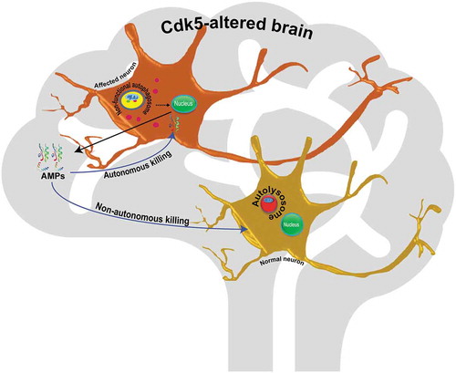 Figure 1. Schematic summarizing the link between autophagy and immunity in Cdk5-associated neurodegeneration. In affected neurons, inactive autophagosomes signal to the nucleus to enhance transcription of antimicrobial peptides, and these peptides either attack the expressing neuron autonomously, or attack nearby neurons, to induce cell death.