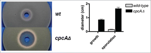 Figure 4. Growth inhibition studies with the shikimate pathway inhibitor glyphosate demonstrate susceptibility of A. fumigatus in a CpcA-dependent manner. Shown are inoculated culture plates (left), to which the herbicide was applied in a centrical reservoir at a concentration of 150 mg/ml together with a quantitative analysis (right) from 3 independent experimental setups presenting the halos' diameters corrected for the punch hole.
