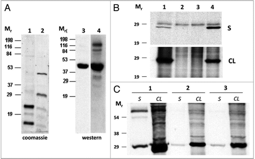 Figure 1 Expression and detection of nucleoprotein N. (A) of recombinant Trx (1) and Trx-N fusion protein (2) in E. coli cells as detected by Coomassie staining of Ni-NTA column purified bacterial extracts, or by anti-RVFV rabbit (3) or sheep (4) hyperinmune sera. (B) Inmunoprecipitation of BHK21 cell supernatants (S) and cell lysates (CL) with a rabbit anti-RVFV polyclonal serum. (1) MP12 infected cells, (2) mock infected cells, (3) pCMV transfected cells and (4) pCMV-N transfected cell extracts. (C) Inmunoprecipitation of supernatant (S) and cell lysates (CL) of MP12 infected BHK21 cells using serum from mice immunized with pCMV-N (2 and 3) or sheep anti-RVFV hyperinmune serum (1). Mr: relative molecular mass in kilodaltons.