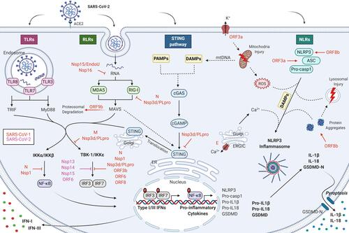 Figure 1 Nucleic acid-sensing pathways and their evasion by SARS-CoV-2 during COVID-19 infection. The nucleic acid-sensing pathways within the innate immune system recognizes the pathogen-associated molecular patterns (PAMPs) comprising of viral nucleic acids and other viral intermediates including single-stranded RNA (ssRNA) or double-stranded RNA (dsRNA), via distinct pattern recognition receptors (PRRs). The RNA-sensing arm is activated by RNA viruses such as SARS-CoV-2, while DNA-sensing is triggered by host genome released as byproducts of viral reproduction and tissue injury. These receptors include toll‐like receptor (TLR), RIG‐I‐like receptor (RLR), C‐type lectin‐like receptors (CLmin) as well as certain cytoplasmic free‐molecule receptors, such as stimulator of interferon genes (STING), cyclic GMP-AMP synthase (cGAS), and NOD‐like receptor (NLR). Coronaviruses (CoVs) which are typically ssRNA viruses, form dsRNA during their replicative stage. While ssRNA can be detected by TLR7 or TLR8 and potentially RIG-I and PKR, dsRNA engages TLR3 in the endosome and RIG-I, MDA5, and PKR in the cytosol. The cGAS-STING pathway is incapable of directly sensing RNA of CoVs; however, they are likely to get activated by danger-associated molecular patterns (DAMP) signals, such as mitochondrial DNA (mtDNA), released as a result of CoV infection. These PRRs initiate a signaling cascade culminating in primarily type I interferon (IFN-α/β) and inflammatory cytokine production (IL-6 and IL-1β). The presence of low innate antiviral defenses to SARS-CoV-2 suggests the presence of effective evasion mechanisms by SARS-CoV-2 to escape immune surveillance. SARS-CoV-2 is suggested to suppress IFN-I response by means of similar mechanisms as used by SARS-CoV-1, namely Nsp1, Nsp3d/PLpro, Nsp7, Nsp15/EndoU, Nsp16, ORF3, ORF6, ORF8, ORF9b, M, and N.