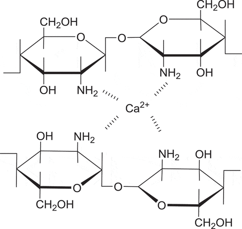 Figure 1. The schematic diagram of the complexation mechanism of Ca(II)-chitosan conjugates.
