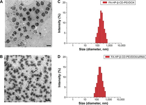 Figure 3 TEM images and DLS measure of drug-loaded nanocomplexes.Notes: (A) TEM imaging of FA-HP-β-CD-PEI/DOX nanocomplexes; (B) TEM imaging of FA-HP-β-CD-PEI/DOX/siRNA nanocomplexes; (C) DLS of FA-HP-β-CD-PEI/DOX nanocomplexes; (D) DLS of FA-HP-β-CD-PEI/DOX/siRNA nanocomplexes. The N/P ratio was 16:1, and the concentration of siRNA was 100 nM. The scale bar 500 nm (A, B).Abbreviations: TEM, transmission electron microscopy; DLS, dynamic light scattering; DOX, doxorubicin; siRNA, small interfering RNA; FA, folic acid; HP-β-CD, hydroxypropyl-β-cyclodextrin; PEI, polyethylenimine.