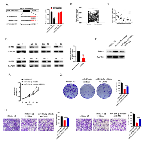 Figure 7. miR-23a-3p targeted to DNM3 with negative regulation and the inhibition of DNM3 expedited cancer cells proliferation, migration and invasion. (a) Bioinformatics analysis indicated there were complementary sequences between DNM3 and miR-23a-3p. The direct relationship between them was provided by the dual luciferase reporter assay. (b) DNM3 was downregulated confirmed via qRT-PCR in 60 pairs of cholangiocarcinoma tissues as well as normal tissues. (c) MiR-23a-3p was negatively correlated with DNM3 expression. (d) Western blot observed the suppressed DNM3 level in 8 pairs of cancer tissues. (e) The decreasing DNM3 level was found after transfection with miR-23a-3p inhibitor as well as si-DNM3. (f-g) CCK-8 as well as colony formation assays displayed the enhanced proliferation level of cells after silencing DNM3. (h) Tranwell assays exhibited that knockdown DNM3 could promote cell migration and invasion.