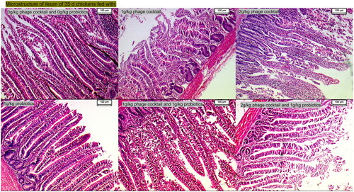 Figure 1. Microstructure of the ileum in 35-day-old chickens fed with diets containing 0 g/kg phage cocktail and 0 g/kg probiotics, 1 g/kg phage cocktail, 2 g/kg phage cocktail, 1 g/kg probiotics, 1 g/kg phage cocktail and 1 g/kg probiotics and 2 g/kg phage cocktail and 1 g/kg probiotics.